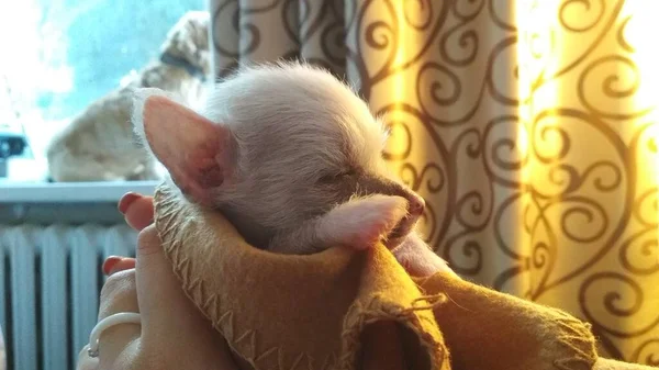 Portrait Small Puppy — Stock Photo, Image