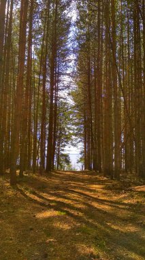 Ormandan denize giden yol.