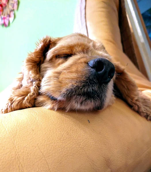 Portrait Cocker Spaniel Dog — Stock Photo, Image