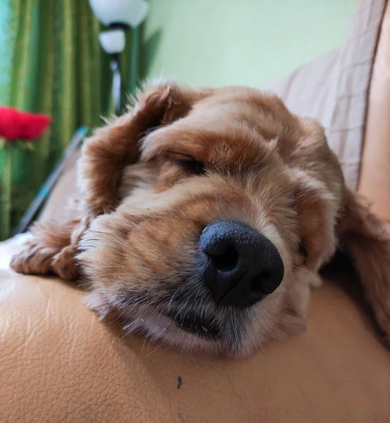 Portret Van Een Cocker Spaniël Hond — Stockfoto