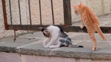 Dışarıda iki evsiz kedi yavrusu oynuyor. Gri-beyaz kedi yavrusu kaldırımda otururken kendini yalıyor ve etrafında kırmızı bir kedi yavrusu dolaşıyor. Yavaş çekim, 4k