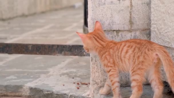 Δύο αδέσποτα γατάκια παίζουν έξω. Άστεγα ζώα. Αργή κίνηση, 4k — Αρχείο Βίντεο