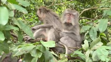 Maymun çiçeği. Erkek maymun, Endonezya 'nın Bali adasında, Ubud' daki maymun ormanlarındaki dalda otururken yavrusunu böceklerden temizler. Hayvanlar arasında tımarlama. Gruptaki ilişkiler. Salgın 2022.