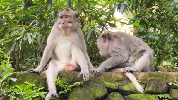 Monkeypox. Epidemie 2022. Affenweibchen säubert ihr Männchen von Insekten und hält das Jungtier in ihren Armen. Pflege unter Tieren. Beziehungen von Menschenaffen. Evolution. — Stockvideo