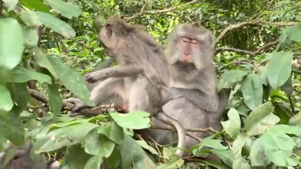 Monkeypox. Affenmännchen säubert ihr Junges von Insekten, während es auf einem Ast im Affenwald in Ubud auf der Insel Bali in Indonesien sitzt. Pflege unter Tieren. Beziehungen in der Gruppe. Epidemie 2022. — Stockvideo