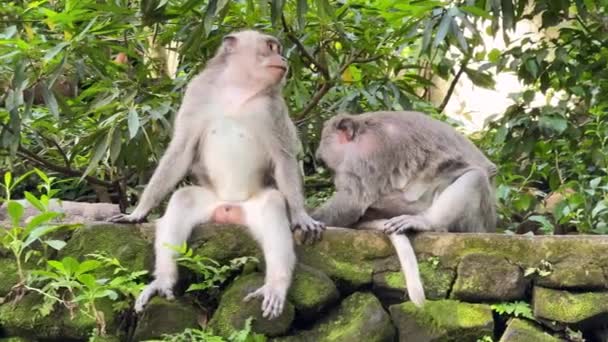 Pockenaffen Ein Weibchen Reinigt Ihr Männchen Dschungel Des Affenwaldes Der — Stockvideo
