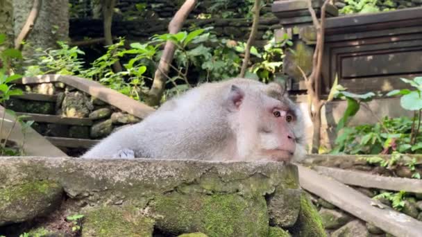 天然痘だ 猿の森の岩の上には雄のマカクがゆったりと横たわり 辺りを見回している アジアのバリのインドネシアの島のファウナ 野生動物の生活 — ストック動画