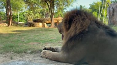 Vahşi hayvanlar. Güneşli bir günde bitki ve yeşilliğin arka planında yatan bir aslanın yan görüntüsü. Tembel aslan, pençeleri yanlara doğru açılarak sırt üstü yatar. Kedi ailesi.