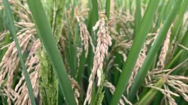 Pirinç yetiştirme dikenlerine yakın çekim. Endonezya 'da beyaz pirinç hasadı. İthalat için ana ürün. Dünya gıda krizi. Mısır gevreği hasatı, ihracatı ve ithalatı. Taze taze pirinç tarlaları..