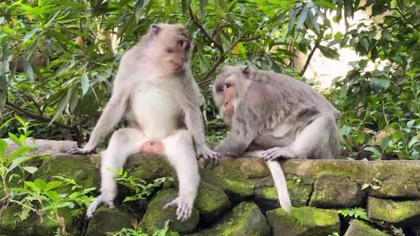 Pockenaffen Affenweibchen Säubern Ihr Männchen Von Insekten Und Halten Ein — Stockvideo