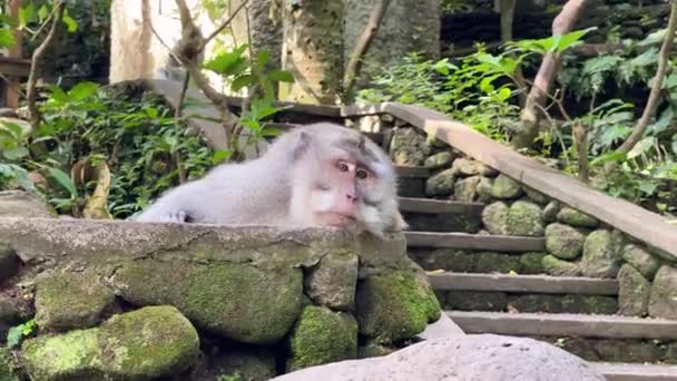 Monkeypox Ein Makakenmännchen Liegt Faul Auf Einem Felsen Affenwald Und — Stockvideo