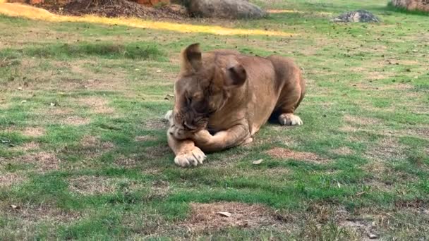 Close Portrait Lioness Licking Her Paw While Lying Lawn Powerful — Stock Video