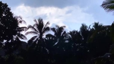 Tropical rain against the silhouette of palm trees and blue sky. Large drops of rain. Summer light rain on the island of Bali, in Indonesia