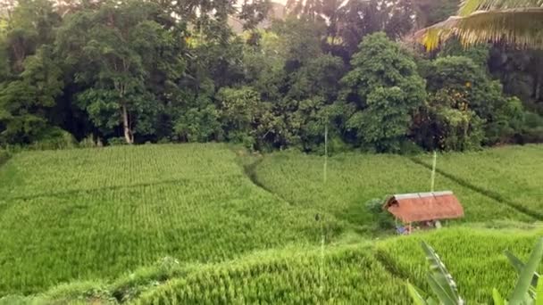 View Rice Field Tropical Rain Sunset Coconut Trees Ubud Bali — Stockvideo