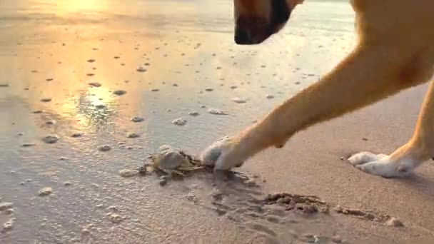 Dog Catches Crab Running Sand Its Paw Funny Dog Pushes — Stockvideo