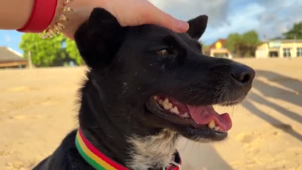 Human Hand Strokes Black Dog Beach Close Friendship Pets — ストック動画