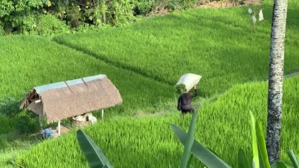Female Farmer Rice Bag Top Her Head Fields Ubud Bali — Stockvideo