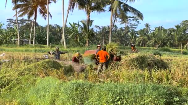 Grass Branch Shredder Asian People Dipping Grass Grinder While Working — Stockvideo
