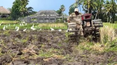 Hasat et. Bilinmeyen bir adam, pirinç ekmek için tarla süren bir el traktörü ya da sabanla toprak yetiştiriyor. Çiftçilik. Bali, Endonezya, 15 Haziran 2022