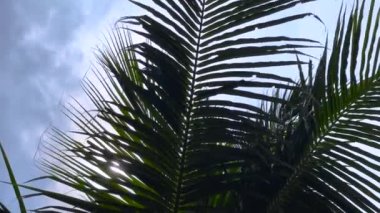 Palmiye yapraklarının alttaki görüntüsü rüzgarda sallanırken mavi gökyüzüne, tropikal arkaplan 4k video
