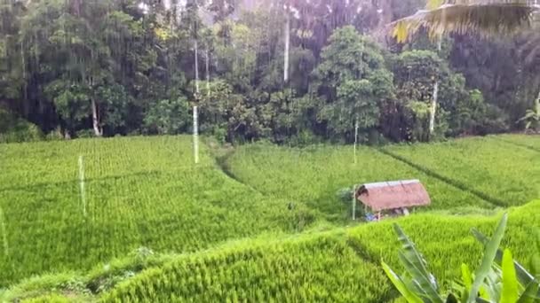 Tropical Downpour Rice Field Indonesia Island Bali Rice Harvest Rain — Stockvideo