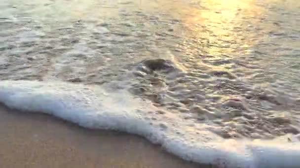 Dog Catches Crab Running Sand Its Paw Funny Dog Pushes — ストック動画