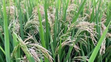 Beyaz pirinç tarlası. Mısır gevreği hasatı, ihracatı ve ithalatı. Endonezya, Bali 'de bir çeltik tarlasında olgunlaşan beyaz pirinç başaklarının yakın çekimi