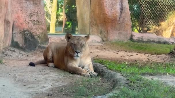 Close Portrait Lioness Lying Lawn Powerful Predatory Carnivorous Beast Feline — Stockvideo