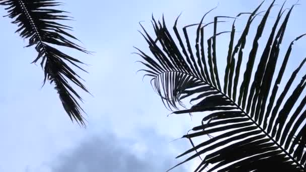 Widok Dolny Liści Palmy Kołyszących Się Wietrze Tle Błękitnego Nieba — Wideo stockowe