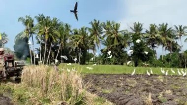 Hasat et. Tanımlanamayan genç adam toprağı el traktörü veya sabanla sürüyor, pirinç ekmek için tarla sürüyor, palmiye ağaçlarına karşı balıkçıllarla çevrili. Çiftlik. Bali, Endonezya, 15 Haziran 2022