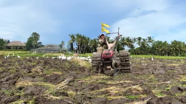 Harvest Unknown Guy Cultivates Land Hand Tractor Plow Plowing Field — Stockvideo