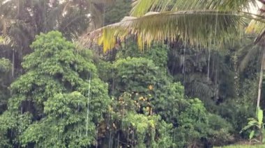 Strong tropical downpour against lush green foliage of tropical trees, palms. Rain on bright sunny day. Humid climate. Ecosystem. Large raindrops. Summer rain on island of Bali Indonesia.
