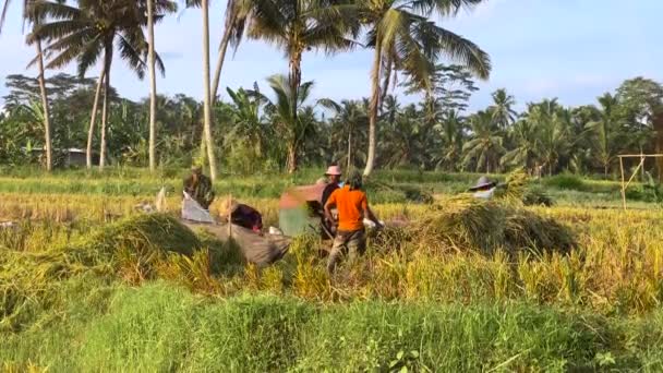 Grass Branch Shredder Asian People Dipping Grass Grinder While Working — Stockvideo