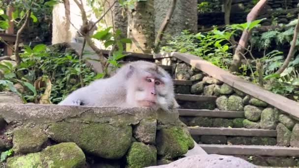 Monkeypox Male Macaque Lies Lazily Rock Monkey Forest Looks Fauna — Stockvideo