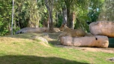 Large calm female lion lies on the stones against the backdrop of palm trees and trees. Powerful and predatory carnivorous beast of the feline family