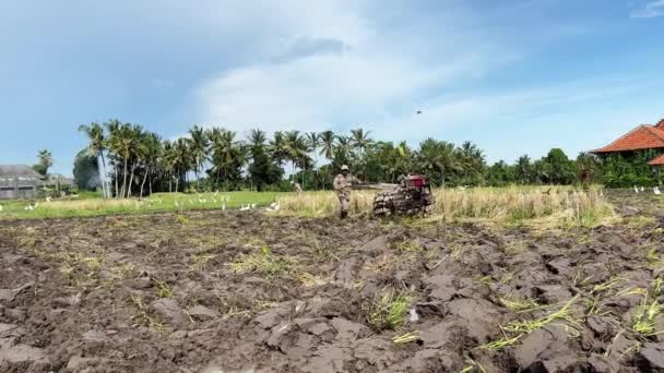 Harvest Unidentified Young Man Plows Land Hand Tractor Plow Plowing — Vídeo de Stock