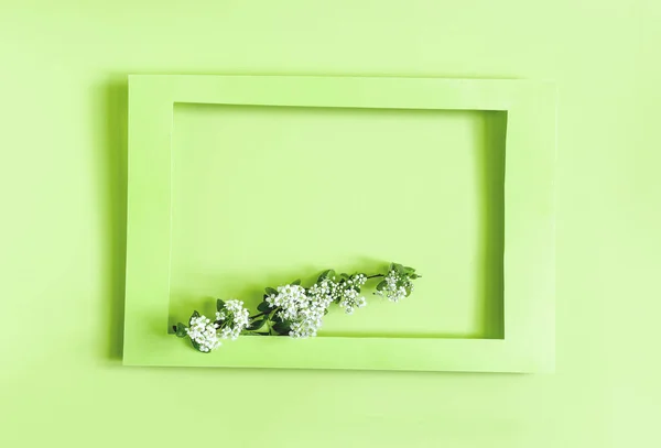 Green Frame Decorated White Flowers Green Leaves Light Background Flats — Stock Photo, Image