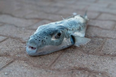 Gözlere ve kirpi balığının başına odaklan. (Lagocephalus sceleratus, gümüş yanaklı kurbağa balığı, veya Sennin-fugu Tetraodontidae familyasından oldukça zehirli bir balık türü.)