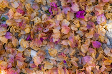 Yerde kurutulmuş begonvillerin arka plan görüntüsü