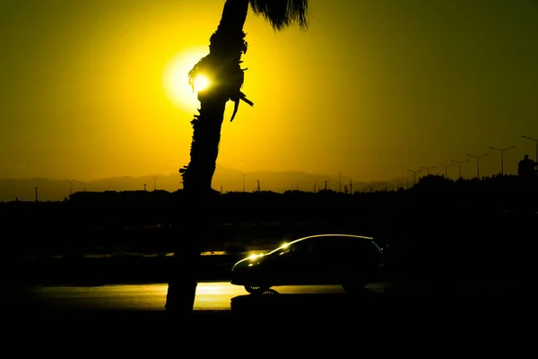 The sun falls on the car on the road behind the palm tree