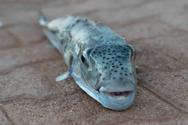 Gözlere ve kirpi balığının başına odaklan. (Lagocephalus sceleratus, gümüş yanaklı kurbağa balığı, veya Sennin-fugu Tetraodontidae familyasından oldukça zehirli bir balık türü.)