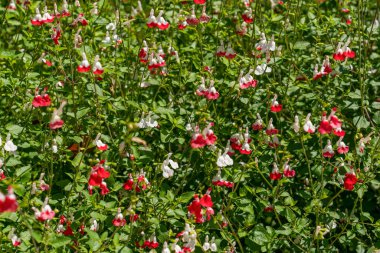 Salvia microphylla ya da bebek adaçayı, Graham 'ın adaçayı, ya da kuşüzümü adaçayı, güneydoğu Arizona' da ve doğu, batı ve güney Meksika 'nın dağlarında bulunan yemyeşil bir çalılıktır..