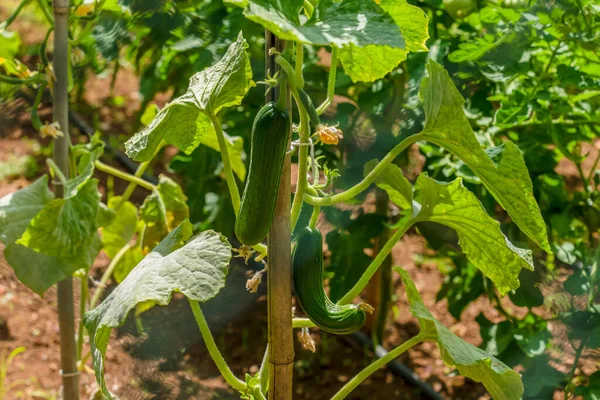 In the garden cucumber plant that is climbed up with the help of a stick, vertical view.