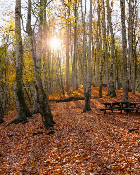 stock image Fall season in Sevenlakes national park (Yedigoller milli parki), Bolu, Turkey. Sun rays coming through the trees.