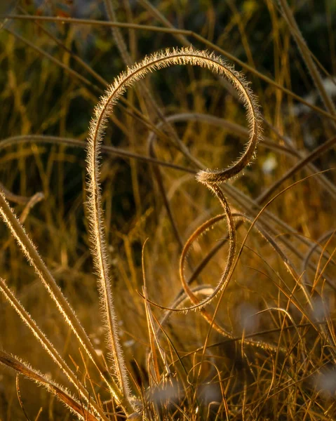 Une Herbe Sèche Qui Ressemble Lettre — Photo