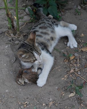 Tekir kedinin avlanan serçenin üst görüntüsü.