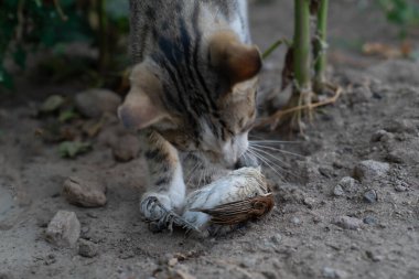 Gri tekir kedisi serçeyi avladı.