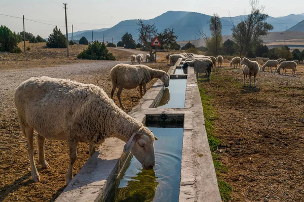 Вівці Ють Воду Бетонної Борозни — стокове фото