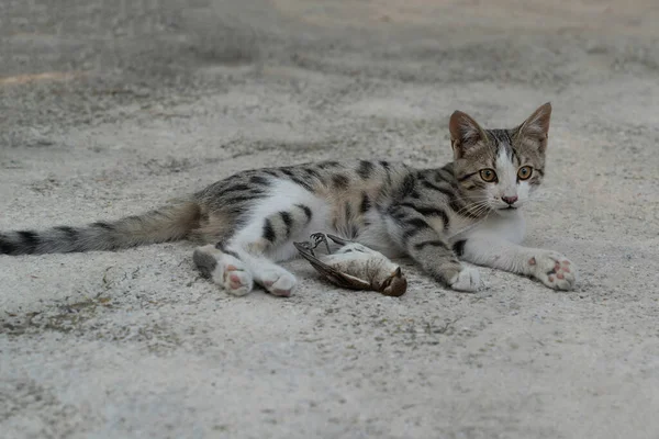 Tabby cat lying down and waiting after bird hunting. Focus on cat\'s face.