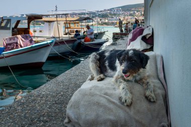 Marinada yatan köpek ve arka planda balıkçı tekneleri, Kusadasi, Aydın, Türkiye